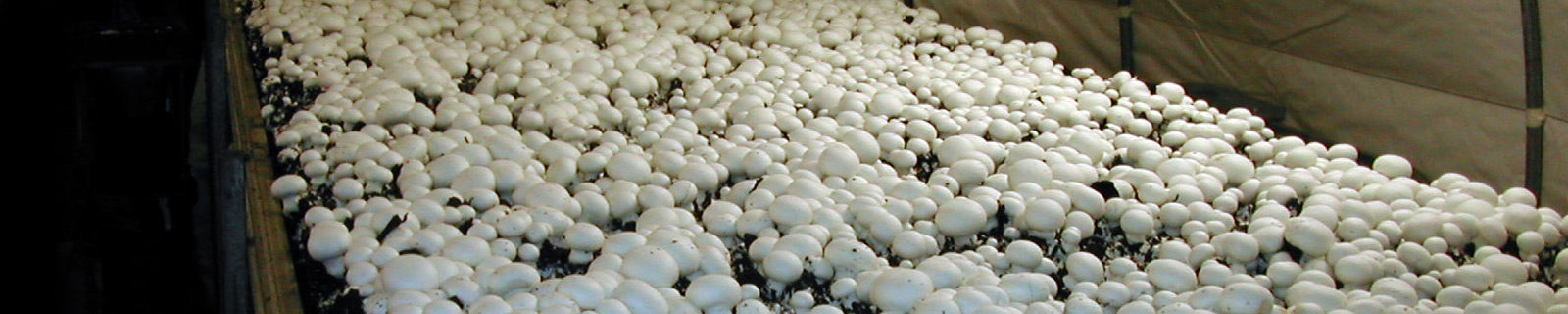 mushroom growing