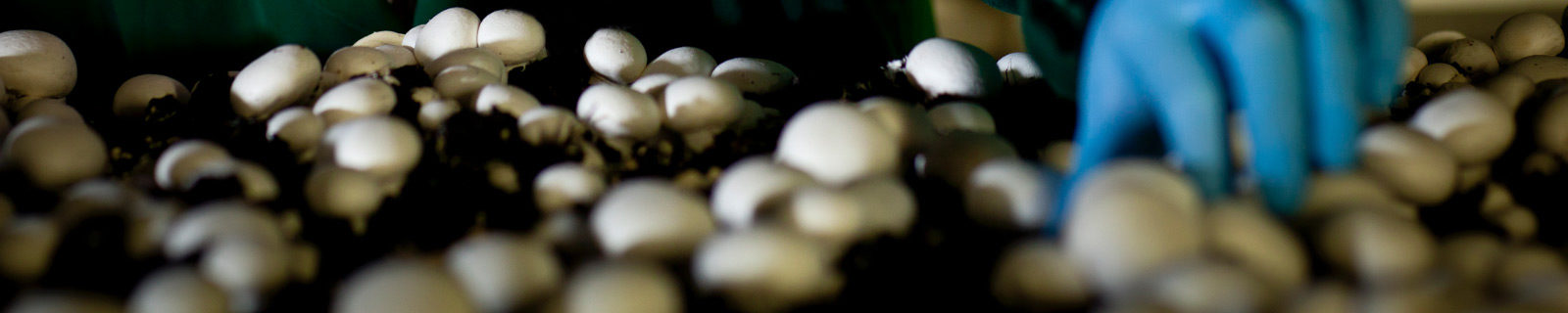 Mushroom Harvester Job Application