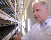 Video clip of home-grown mushrooms by Monaghan, filmed by RTE One, celebrates the Irish Horticulture Industry