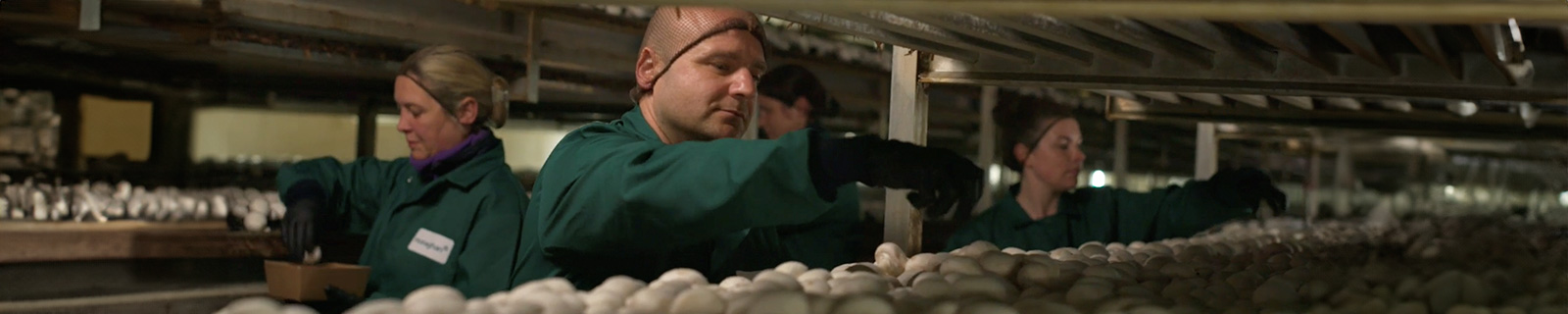 Monaghan Mushrooms - team working on site